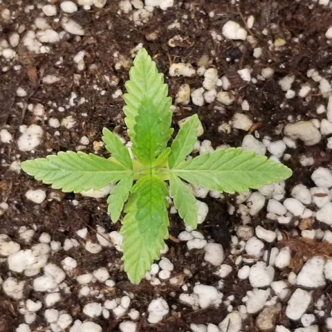 Blue Dream Auto #4 growlog timeline photo