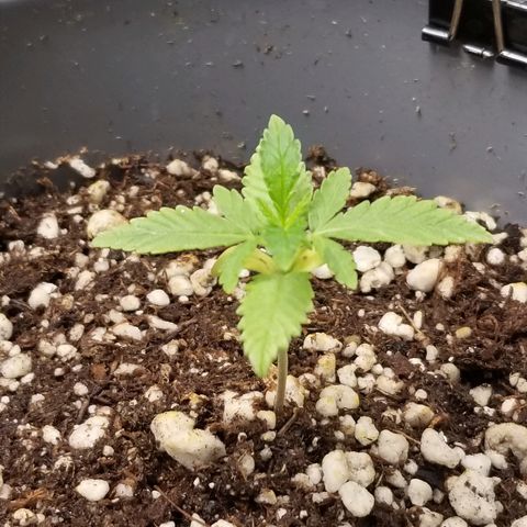 Blue Dream Auto #4 growlog timeline photo