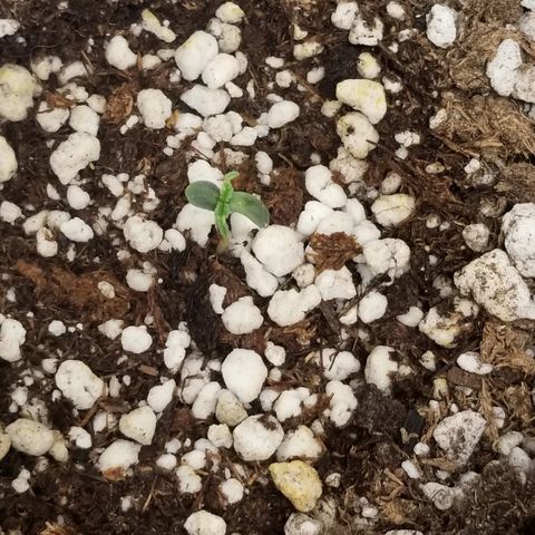 Blue Dream Auto #4 growlog timeline photo