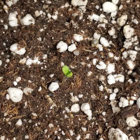 Blue Dream Auto #4 growlog timeline photo
