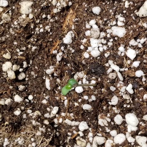 Blue Dream Auto #4 growlog timeline photo