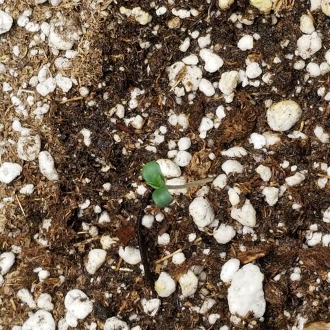 Blue Dream Auto #4 growlog timeline photo