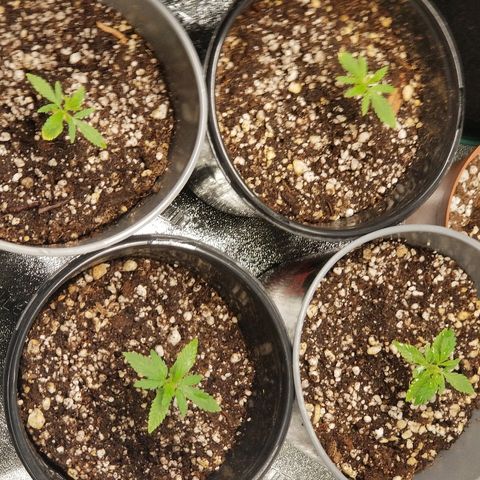 Blue Dream Auto #4 growlog timeline photo