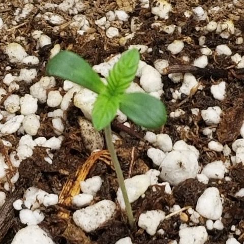 Blue Dream Auto #4 growlog timeline photo