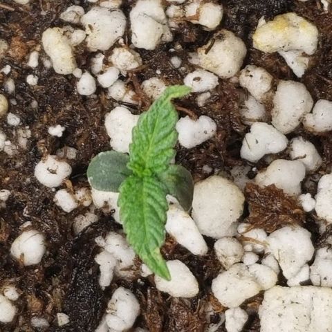 Blue Dream Auto #4 growlog timeline photo
