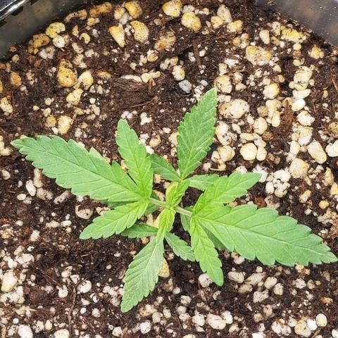 Blue Dream Auto #4 growlog timeline photo