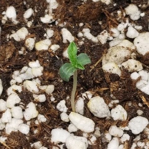 Blue Dream Auto #4 growlog timeline photo