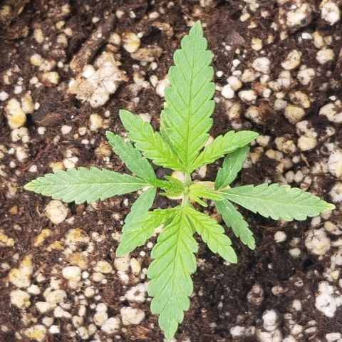 Blue Dream Auto #4 growlog timeline photo