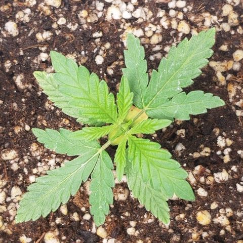 Blue Dream Auto #4 growlog timeline photo