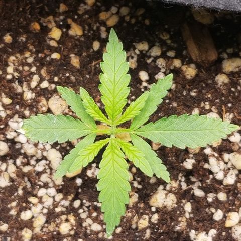 Blue Dream Auto #4 growlog timeline photo