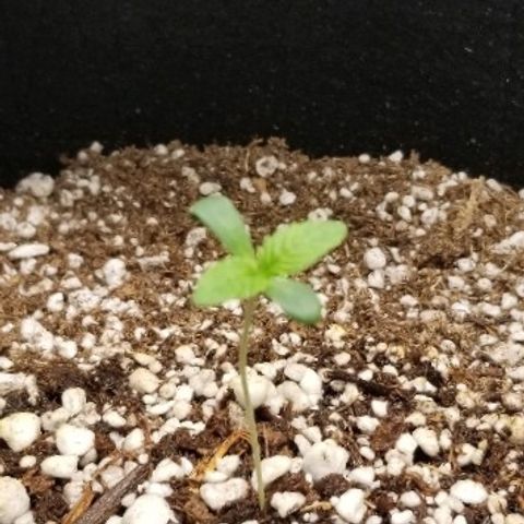 Blue Dream Auto #4 growlog timeline photo