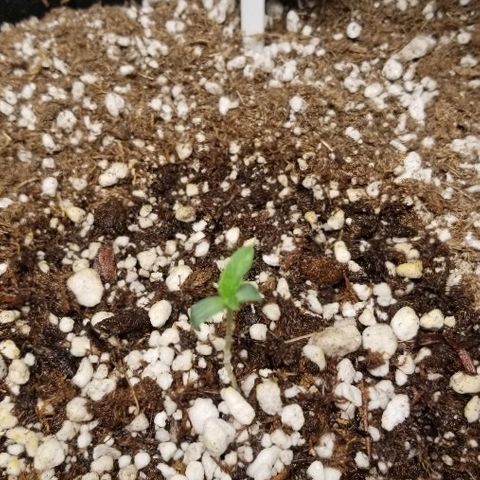 Blue Dream Auto #4 growlog timeline photo