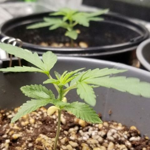Blue Dream Auto #4 growlog timeline photo