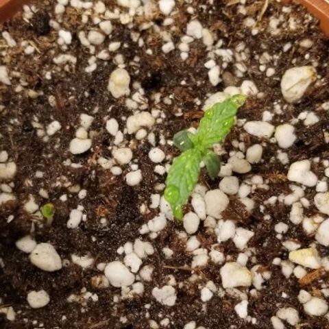 Blue Dream Auto #4 growlog timeline photo