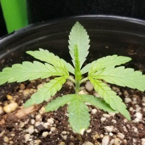 Blue Dream Auto #4 growlog timeline photo