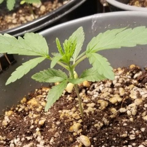 Blue Dream Auto #4 growlog timeline photo