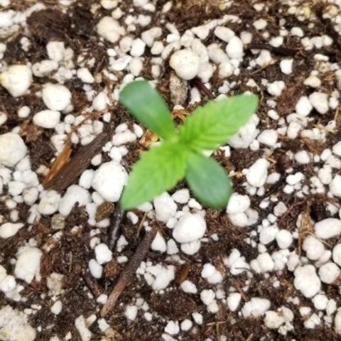 Blue Dream Auto #4 growlog timeline photo