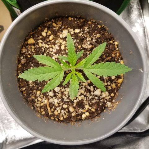 Blue Dream Auto #4 growlog timeline photo