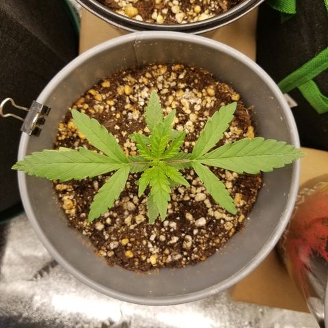 Blue Dream Auto #4 growlog timeline photo