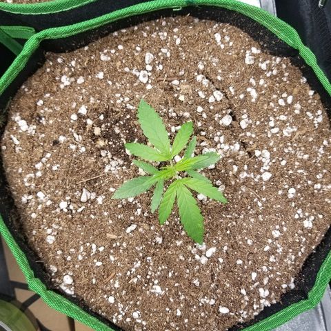 Blue Dream Auto #4 growlog timeline photo