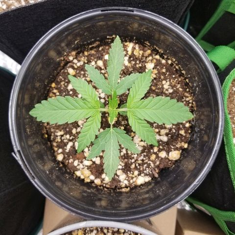 Blue Dream Auto #4 growlog timeline photo
