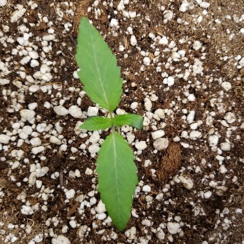 Blue Dream Auto #4 growlog timeline photo