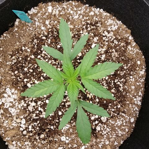 Blue Dream Auto #4 growlog timeline photo