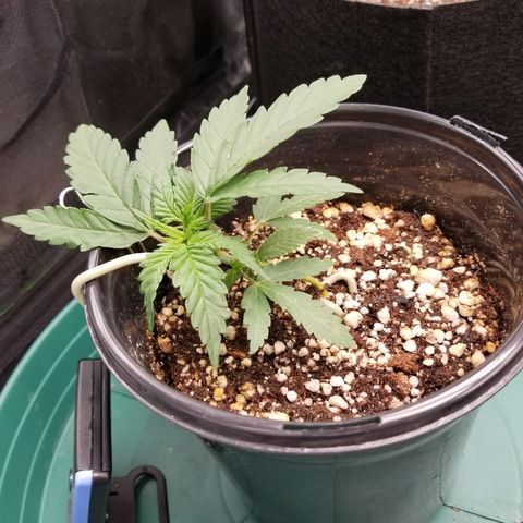 Blue Dream Auto #4 growlog timeline photo