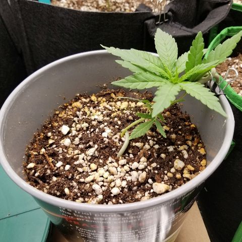 Blue Dream Auto #4 growlog timeline photo