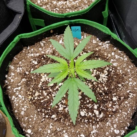 Blue Dream Auto #4 growlog timeline photo