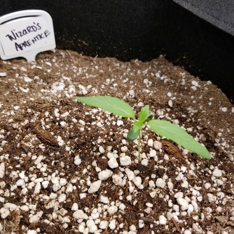 Blue Dream Auto #4 growlog timeline photo