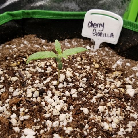 Blue Dream Auto #4 growlog timeline photo
