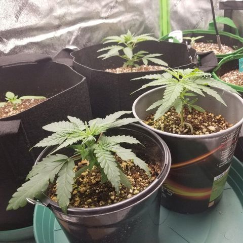 Blue Dream Auto #4 growlog timeline photo
