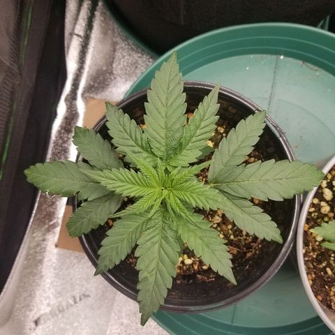 Blue Dream Auto #4 growlog timeline photo