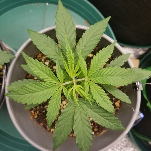 Blue Dream Auto #4 growlog timeline photo