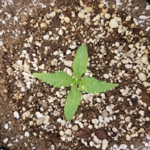 Blue Dream Auto #4 growlog timeline photo
