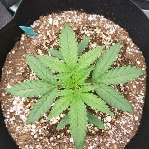 Blue Dream Auto #4 growlog timeline photo