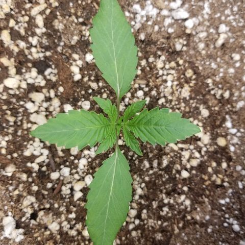 Blue Dream Auto #4 growlog timeline photo