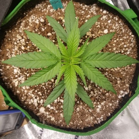 Blue Dream Auto #4 growlog timeline photo