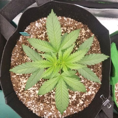 Blue Dream Auto #4 growlog timeline photo
