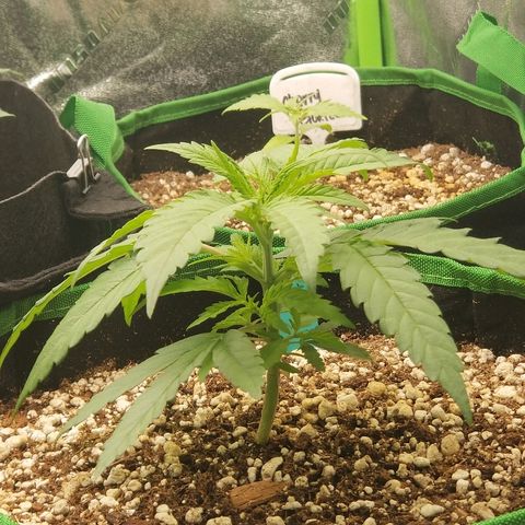 Blue Dream Auto #4 growlog timeline photo