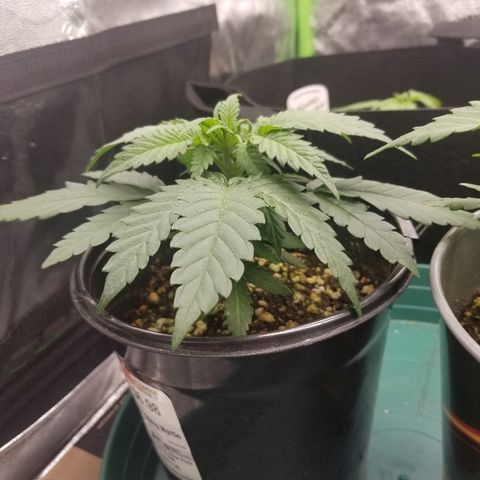 Blue Dream Auto #4 growlog timeline photo
