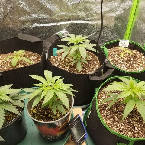 Blue Dream Auto #4 growlog timeline photo