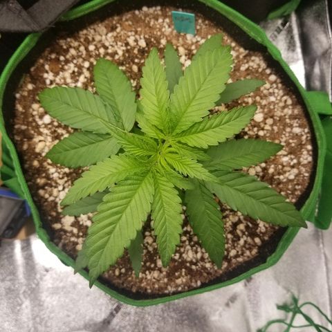 Blue Dream Auto #4 growlog timeline photo