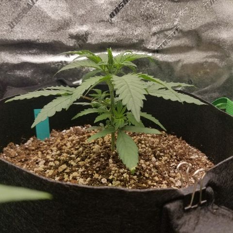 Blue Dream Auto #4 growlog timeline photo