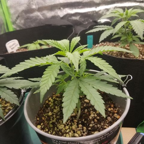 Blue Dream Auto #4 growlog timeline photo