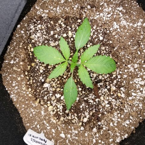 Blue Dream Auto #4 growlog timeline photo