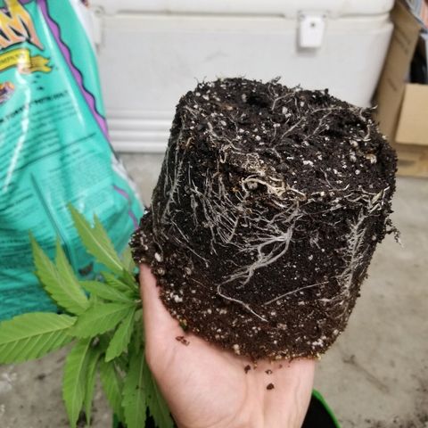 Blue Dream Auto #4 growlog timeline photo