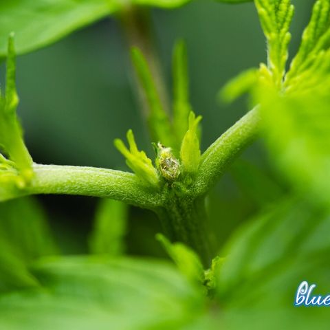 Blue Dream Auto #4 growlog timeline photo