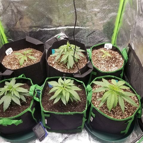 Blue Dream Auto #4 growlog timeline photo